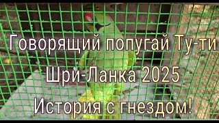 Шри Ланка 2025 Говорящий попугай, гнездо в квартире, The Nest Story, Talking Parrot