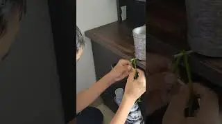 force equilibrium experiment. must watch