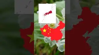 Transparent Flower | Skeleton Flower #shorts #biology