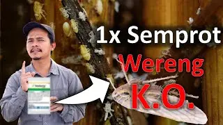 Solusi hama wereng! Hanya 1x semprot padi aman dari wereng.