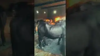#dairyfarming #dairyfarm #shortvideo #business #work