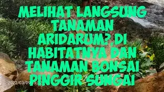 Melihat Tanaman aridarum dan tanaman bonsai,langsung dari habitatnya