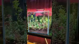Dream planted tank for betta lovers 🌱🐟 #bettafishguwahati #bettafish