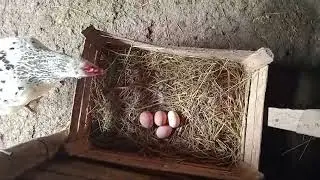 Video  cu noile modificari la capre .🐐🐐🐐