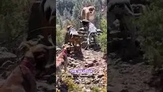 Leopard Trapped by 4 Dogs 😱 Jungle Fight
