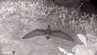 Bermuda Petrel Chick 