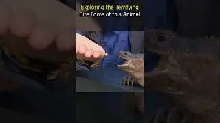 Animals With The Strongest Bite Force (Tiger, Crocodile, Shark,) By Wild Adventures