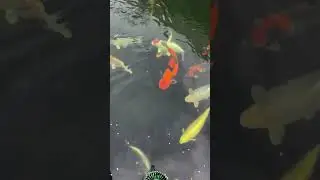 The Stunning Variety of Healthy Koi
