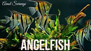 Angelfish | angelfish breeding | angelfish tank | Amol Surange | angelfish care | angel fish food
