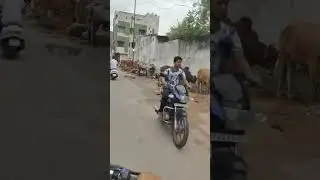 Please feed the stray cows in your area!  #stray cow #help animals #save animals #stray cow #love
