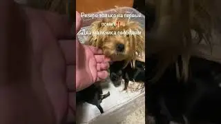 15 деток Йорков‼️ все наши. Милоты вам в ленту🫶