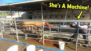 Martha&rsquo;s Come To Save The Day - First Proper Calving Pull Of The Season
