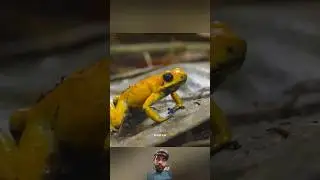 How Tribesman Uses Frog To Hunt A Monkey😱#shortvideo #shortsfeed #facts #trending