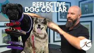 Reflective Dog Collar | Safety, Stylish, Comfy & Built for Adventure!