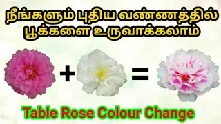 இவ்ளோ நாள் இது தெரியாம போச்சே /  table rose colour changing