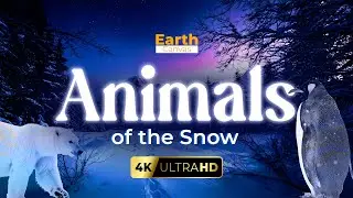 Snow Animals: Nature&rsquo;s Frozen Survivors | 4K Videos