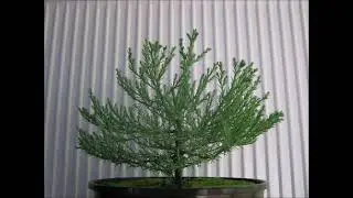 Sequoia Seedling Growing Timelapse
