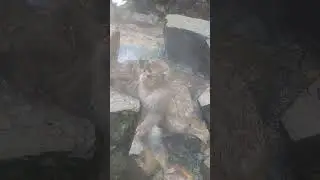 Adorable Monkey Relaxing by the Hot Spring 🐒♨️