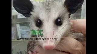 TWRC Wildlife Center
