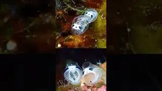 Panda skeleton sea squirt: a unique ocean filter feeder with panda-like markings #animals #shorts