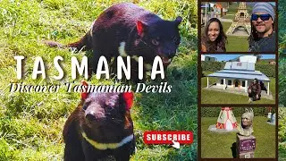 Meeting [TASMANIAN DEVILS] at Trowunna Wildlife Sanctuary & Tasmazia Adventure !!