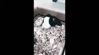 Rat Damon Rat Lab