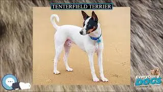 Tenterfield Terrier 🐶🐾 Everything Dog Breeds 🐾🐶
