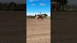 Reining Futurity Horses #horse #reining #performancehorses #nrha  #horsetrainer #traininghorses