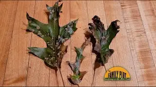 Q&A &ndash; Why do my red oak tree&rsquo;s leaves have spots and are falling off?
