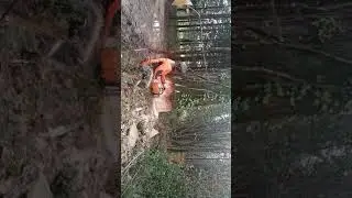 Abattage d'un gros chêne et débardage dans des conditions difficiles. 💪