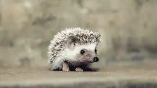 The Cutest  Animals And Funny Pets#3 Funny Cats and Dogs
