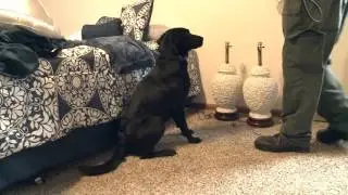 Ruger, the electronic-detection K9