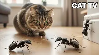 CAT TV - Tiny Ants Crawling on Screen - Games for Cats
