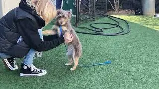 Shelter Training: Consent Testing