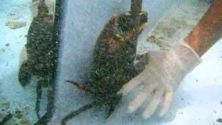 p&ecirc;che crabe de pal&eacute;tuvier
