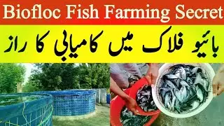 Biofloc Fish Farming in Pakistan | Early Stocking Secret for Huge Profit