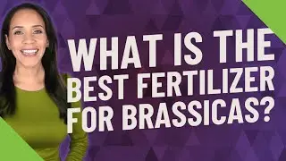 What is the best fertilizer for brassicas?