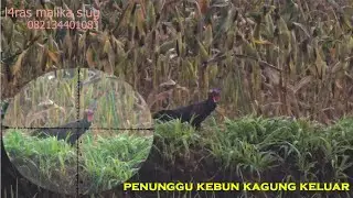 BERUNTUNG BANGET KITA KALI IN‼️BERBURU AYAM HUTAN