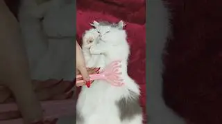Cozy Cat Massage Session Total Relaxation & Pure Purrs