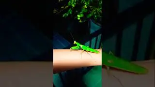 Praying Mantis! How to Handle a Praying Mantis