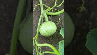 SMALL PUMPKIN ☺️ #shorts #small #pumpkin #japan #vegetables #youtubeshorts #shortvideo
