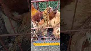 Edirnekapı Tavuk pazarı yumurta ve cins tavuklar #shorts #edirnekapıtavukpazari #k&uuml;meshayvanları