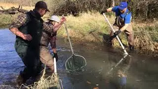 Goldfish removal on Big Woods Lake
