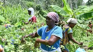Female farmers turning organic in Ivory Coast