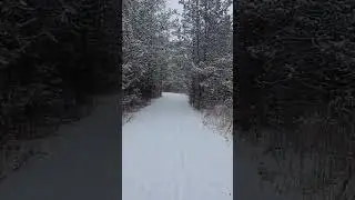 Winter Wonderland #winter #wonderland #forest #snow #walk #canada #ontario #shorts