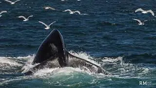 Humpback Whale does 'snaking'  to dive - at super slow motion 1000 fps