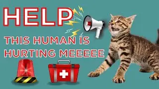 Animal Abuse: How to Take Action When You Witness Animal Cruelty