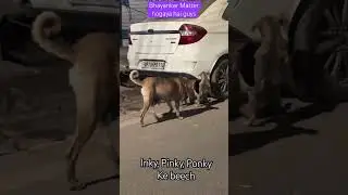 Mummy ne bacha liya Vrna matter hogaya tha #indie #fun  #pets #puppy #youtubeshorts #getreadytofight