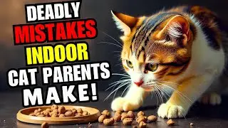 If You Have an Indoor Cat, Never Do This!!! ( Scientists Warn )