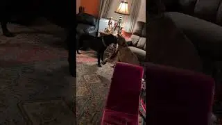 They love their holiday gift!